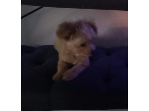 Maltepoo teacup dişi yavrumuz 5 aylık yuva arıyoruz