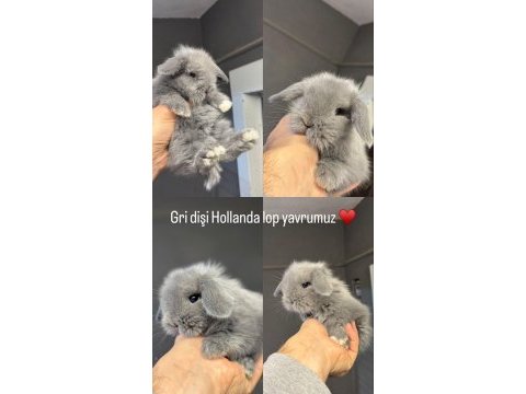 Hollanda lop tavşanları