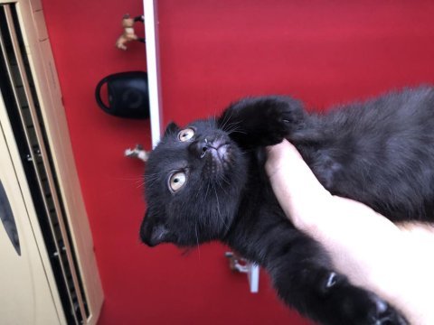 Scottish fold yavrular