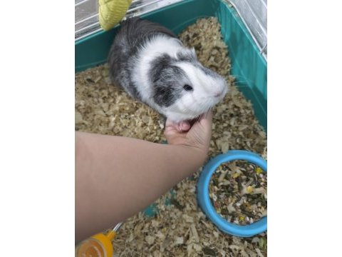 Ginepig adı poki