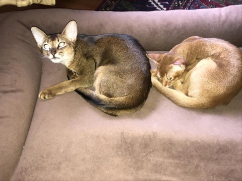 Safkan abyssinian yavrular
