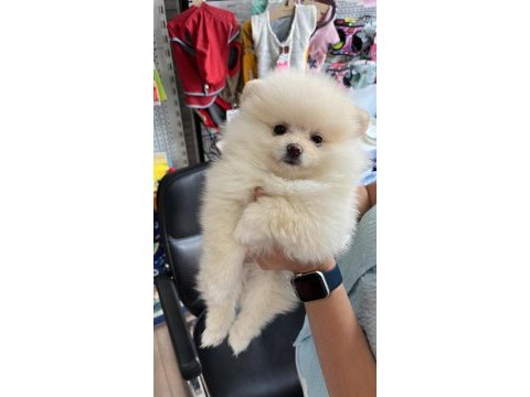 3 aylık dişi pomeranian boo