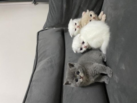 British shorthair gri