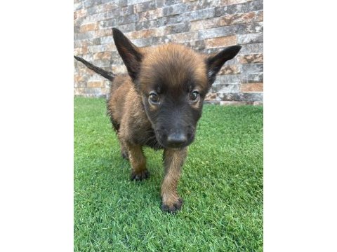 Bombacı malinois yavrularım