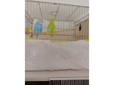 3 çift muhabbet 1 çift sevda papağanı