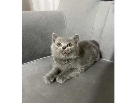 British shorthair dişi