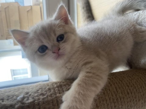 2 aylık british shorthair sütlü kahve