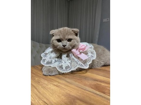Acil sahiplendirme scottish fold