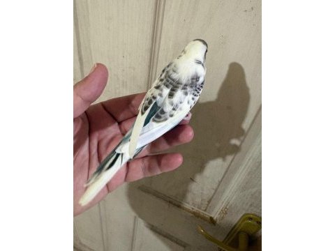 31 günlük renk güzeli bebek kuşumuz