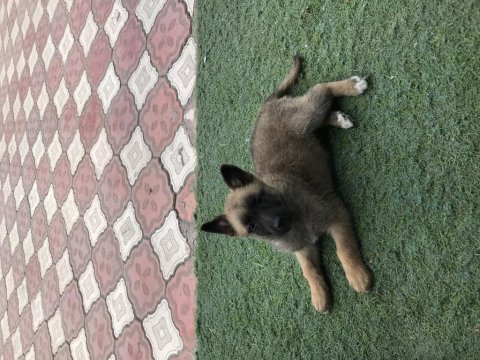 İki aylık dişi malinois