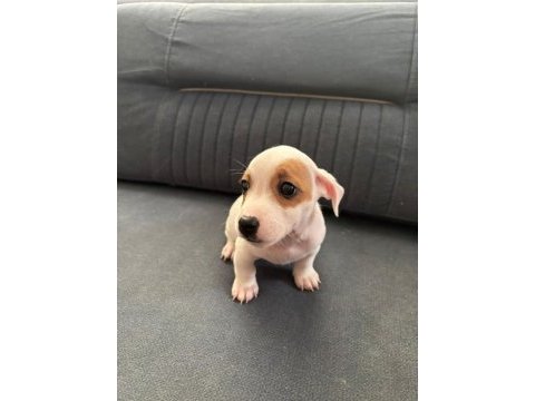 Muhteşem ırk güzeli jack russell yavrular
