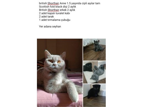 Anne ve 2 yavru british shorthair