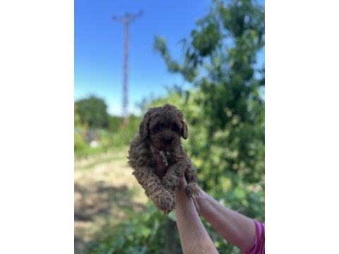 Dişi toy poodle