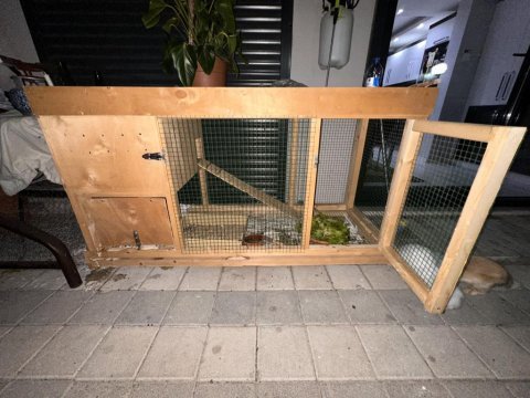 5 aylık hollanda lop tavşanı