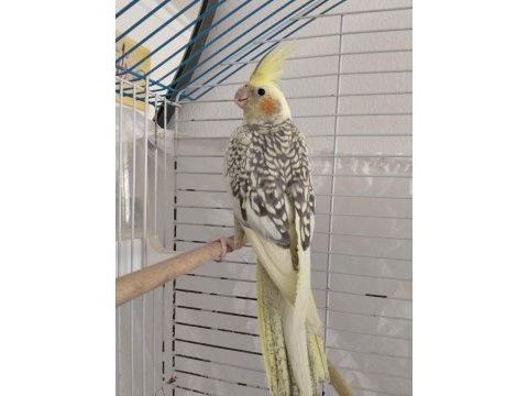 Çok sağlıklı pearl sultan papağanı