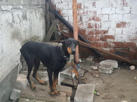 Yer ve iyi bakılmadığından sebep doberman sahiplendiriyorum