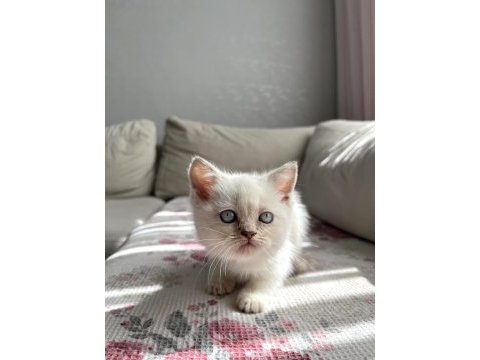 Irk ve sağlık garantili kedilerimiz