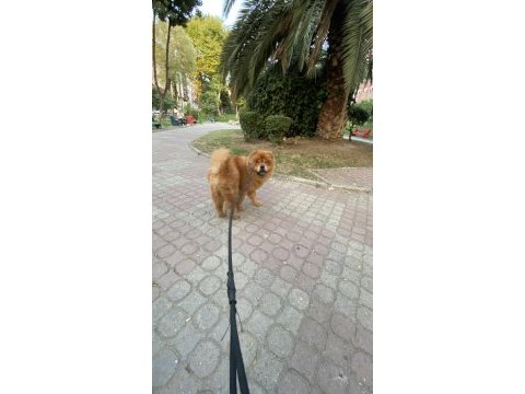 2 yaşında çin aslanı