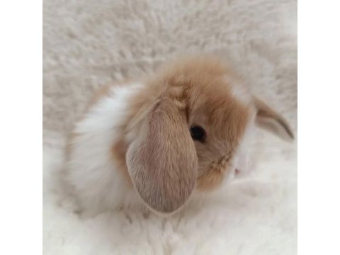 Hollanda lop bebek tavşanlar