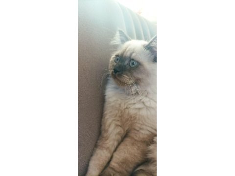 British longhair oğlumuza yeni yuva arıyoruz