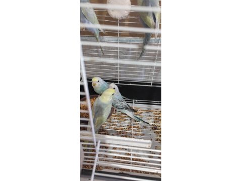 Yeni yeme düşen rainbow muhabbet kuşları yavrular