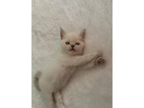 2 aylık scottish fold yavrular