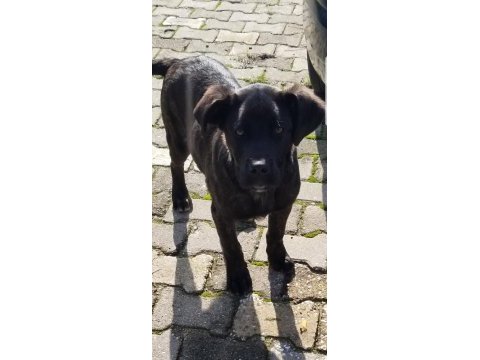Yalova cınarcık ta ücretsiz yavru cane corso ıtalıano