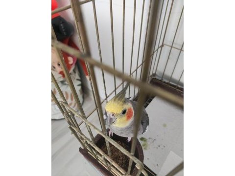 Grey sultan papağanı