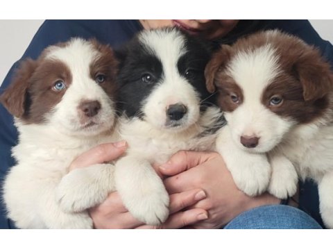 Çok iyi border collie yavruları istanbul