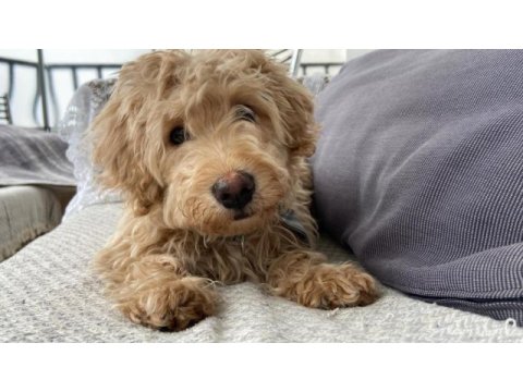Yavru maltipoo köpeği