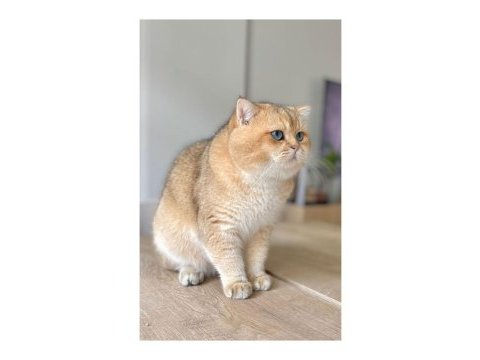 Golden british shorthair yavrular