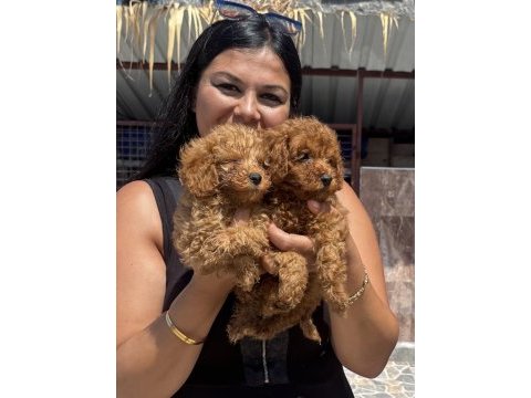 Ufacık toy poodle yavrularım