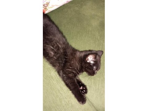 British shorthair kedimiz gece