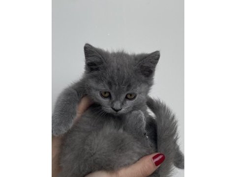 Yavru british shorthair