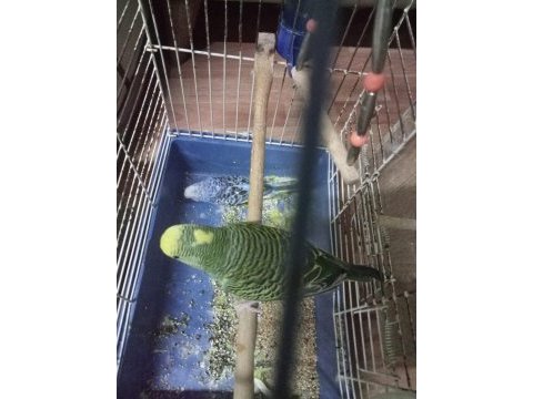 5 ile 6 yavrulu bakıcı muhabbet kuşu çiftler