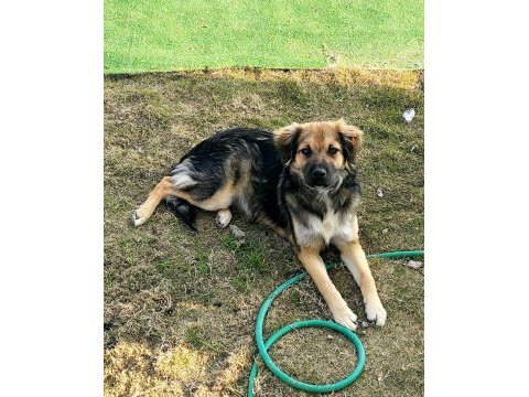 Ücretsiz sahiplendirme köpeğimiz