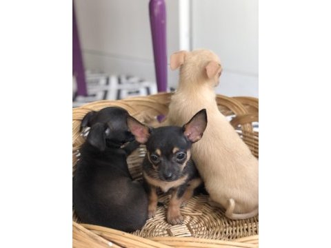Şivava aşktır chihuahua