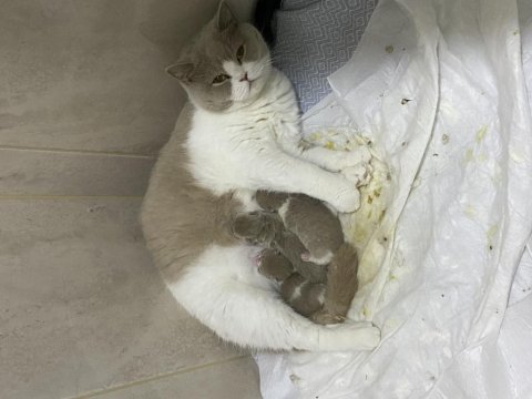 Safkan lilac bi color british shorthair rezerveye müsait