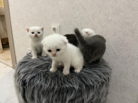 Scottish fold yavru beyaz ve gri