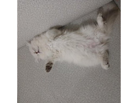 3 aylık british longhair kızımıza acil yuva arıyoruz