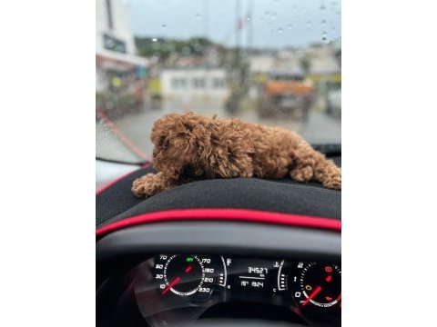 Toy poodle yavrusu