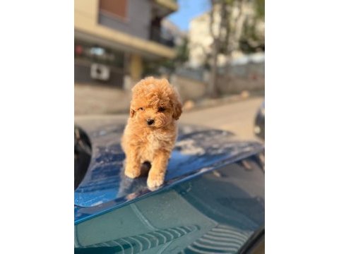 2 aylık sevimli maltipoo yavrular – aile ortamında