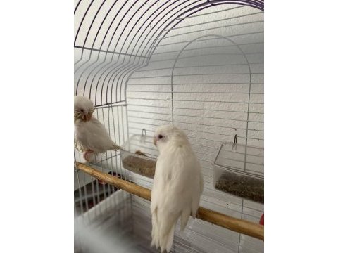 Albino kırmızı göz forpus papağanı