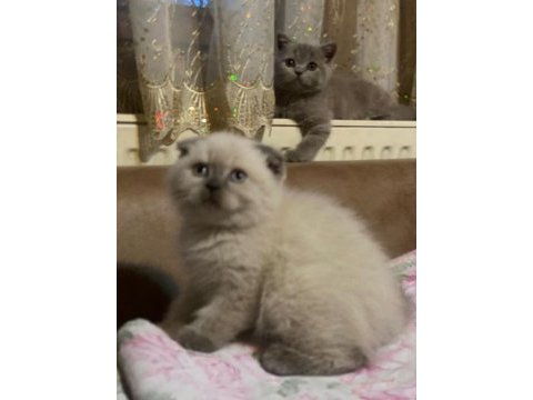 Koca kafa british shorthair yavrularımız