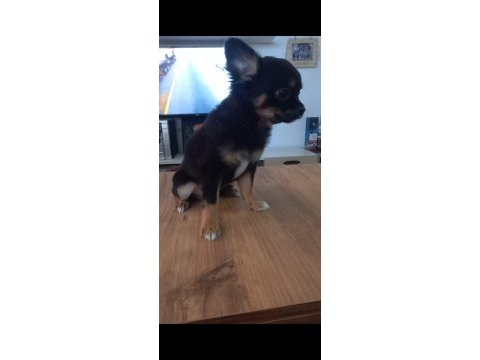 Safkan tüylü chihuahua 2 erkek yavru