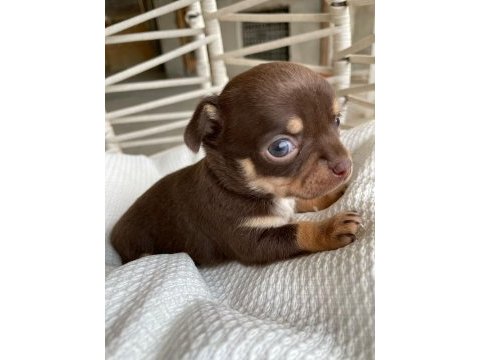 Renk renk chihuahua bebekler