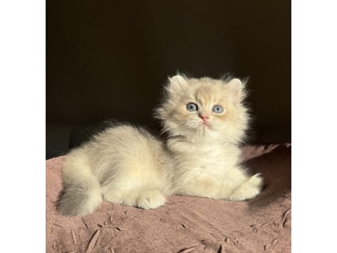 Nadir renk blue golden ay11 british longhair