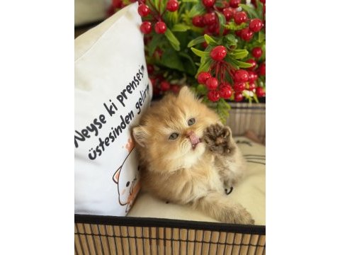 Golden ny12 british longhair