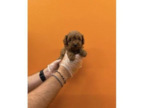 Teacup maltipoo yavrularımız