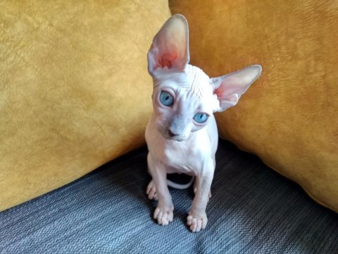 3 aylık erkek - sphynx kanada
